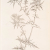 Distaff thistle.