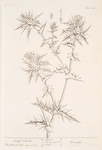 Distaff thistle.