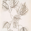 The lime tree.