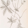Black masterwort.