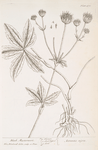 Black masterwort.