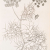 Daucus of creet.