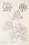 Daucus of creet.
