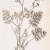 Burnet saxifrage