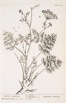 Burnet saxifrage