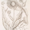Elecampane.