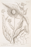 Elecampane.
