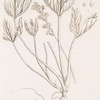 Bog bean.