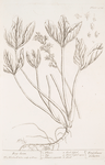 Bog bean.