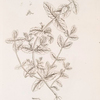 Scordium or water germander.