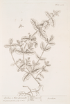Scordium or water germander.