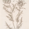 Carduus or the blessed thistle.