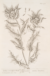 Carduus or the blessed thistle.