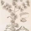 The larch tree.