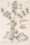 The larch tree.