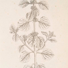 White horehound.
