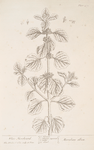 White horehound.