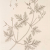 Herb robert.