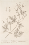 Herb robert.