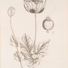 Black poppy.