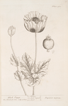 Black poppy.