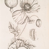 White poppy.