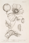 White poppy.