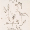 Lesser valerian.