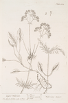 Lesser valerian.