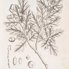 The oak.