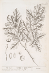 The oak.