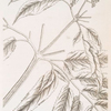 Dwarf elder.