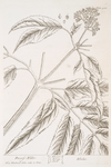 Dwarf elder.