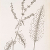 Bloodwort.
