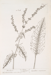Bloodwort.