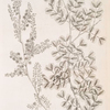 Logwood