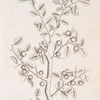 The sloe tree.
