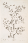 The sloe tree.
