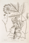 Angelica.