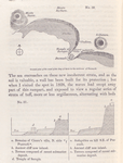 Ground plan of the coast of the Bay of Baiæ in the environs of Puzzuoli.