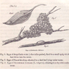 Eggs of fresh-water Molluscs