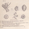 Seed-vessel of Chara hispida