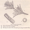 Stem and branches of Chara hispida