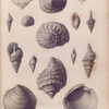 Fossil shells; Pliocene tertiary period.