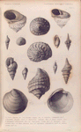 Fossil shells; Pliocene tertiary period.