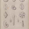 Microscopic fossil shells, eocene tertiary period, Paris Basin.