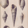 Fossil shells; Miocene tertiary period.