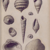 Fossil shells; Eocene tertiary period.