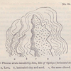 No. 16.  Newer Pliocene strata invaded by lava, Isle of Cyclops (horizontal section).