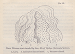 No. 16.  Newer Pliocene strata invaded by lava, Isle of Cyclops (horizontal section).